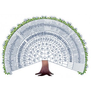 Arbre demi-roue 8 g&eacute;n&eacute;rations